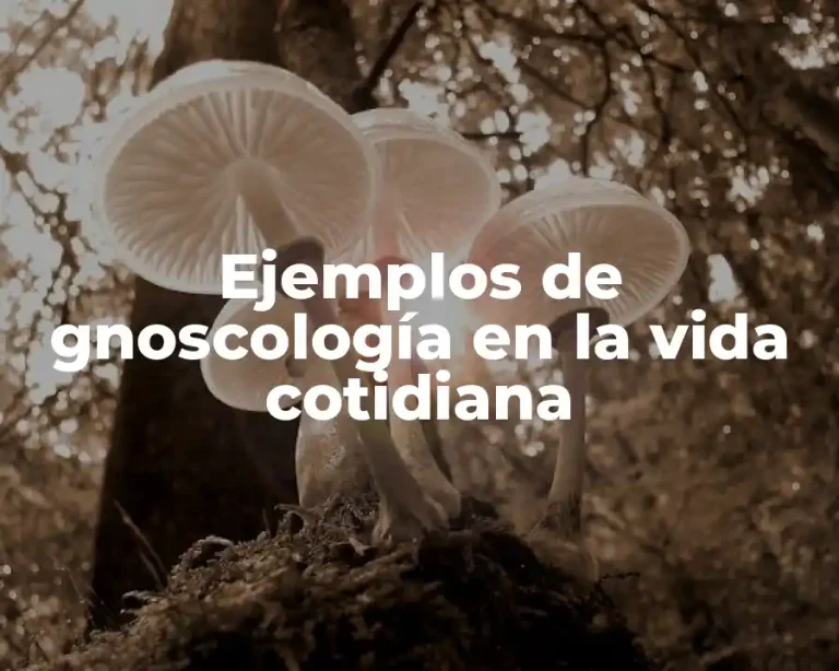 Ejemplos de gnoscología en la vida cotidiana