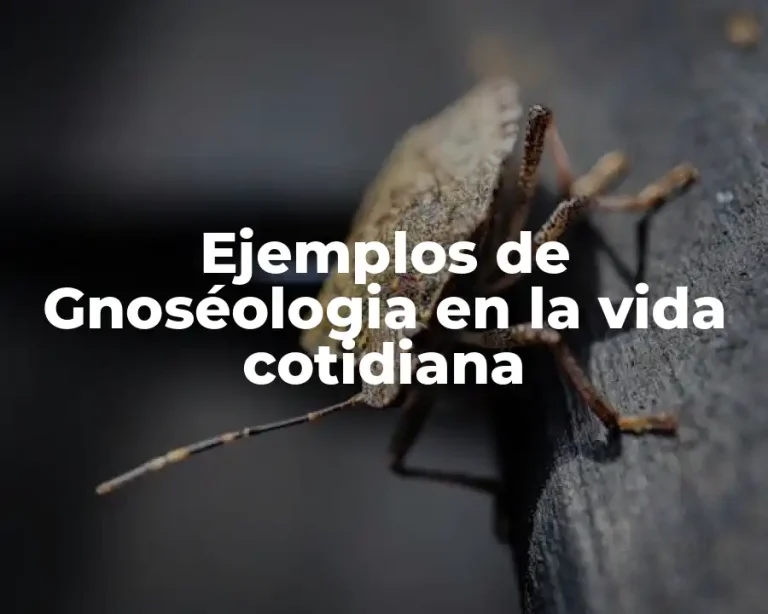 Ejemplos de Gnoséologia en la vida cotidiana
