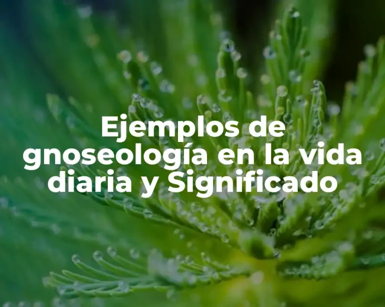 Ejemplos de gnoseología en la vida diaria y Significado