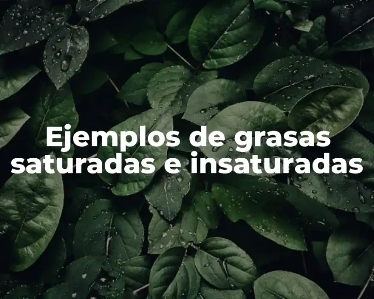 Ejemplos de grasas saturadas e insaturadas