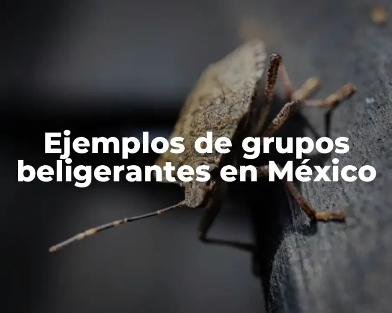 Ejemplos de grupos beligerantes en México
