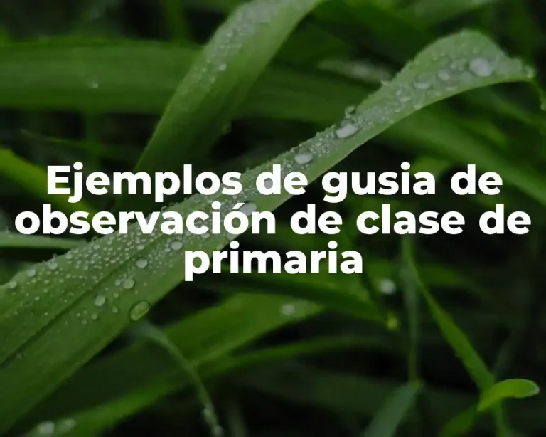 Ejemplos de gusia de observación de clase de primaria