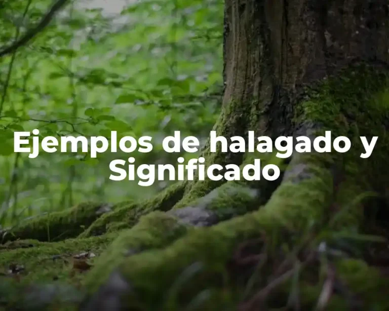 Ejemplos de halagado y Significado