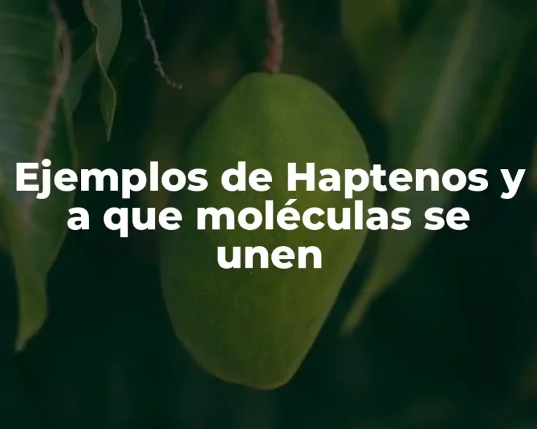 Ejemplos de Haptenos y a que moléculas se unen