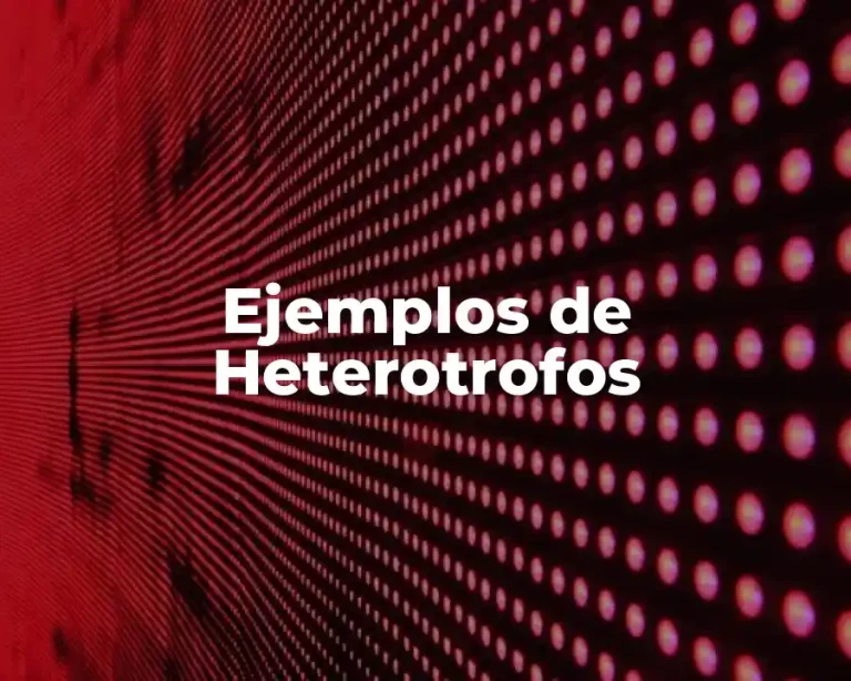 Ejemplos de Heterotrofos