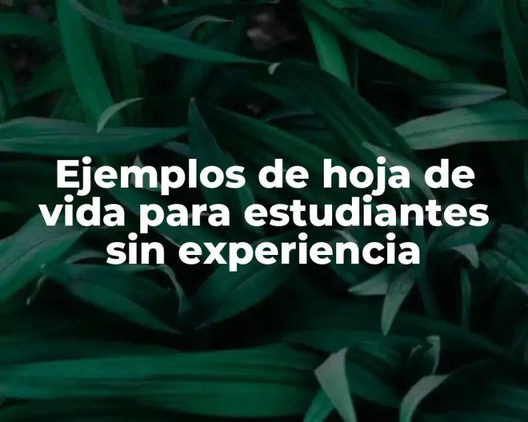 Ejemplos de hoja de vida para estudiantes sin experiencia