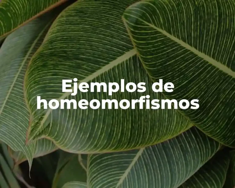 Ejemplos de homeomorfismos
