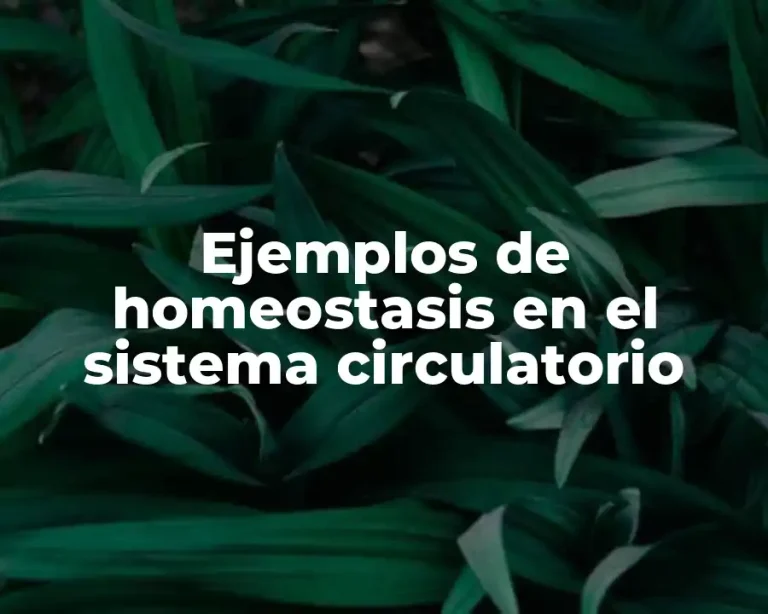 Ejemplos de homeostasis en el sistema circulatorio