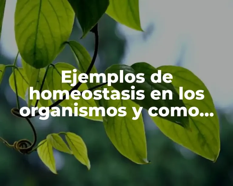Ejemplos de homeostasis en los organismos y como sucede y Significado