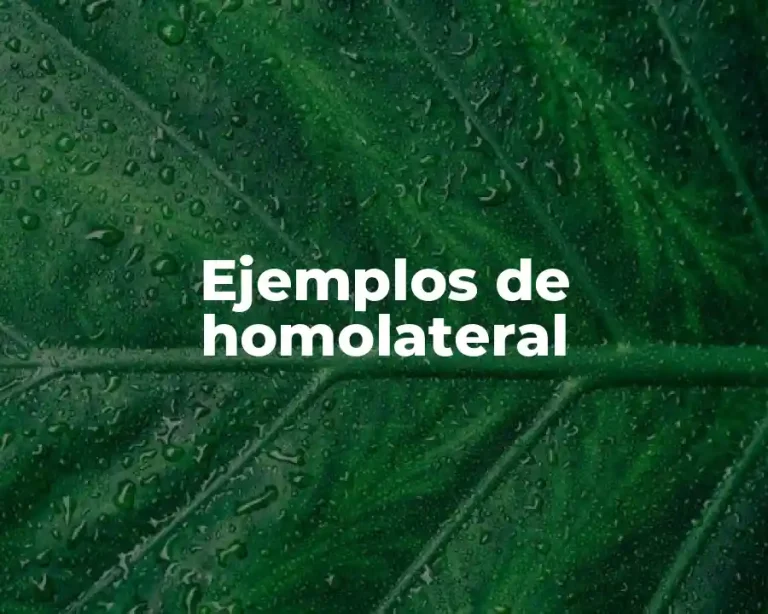 Ejemplos de homolateral