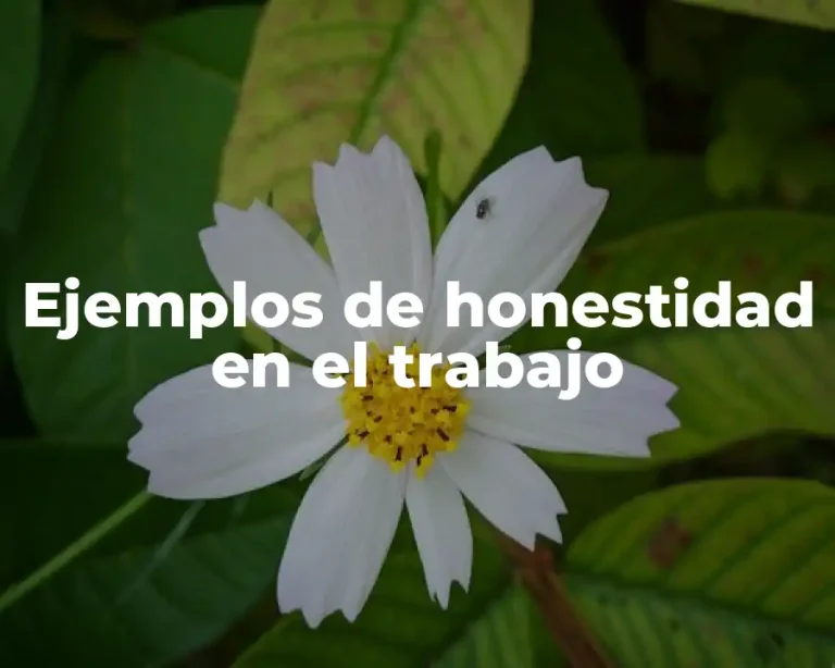 Ejemplos de honestidad en el trabajo