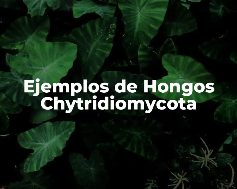 Ejemplos de Hongos Chytridiomycota