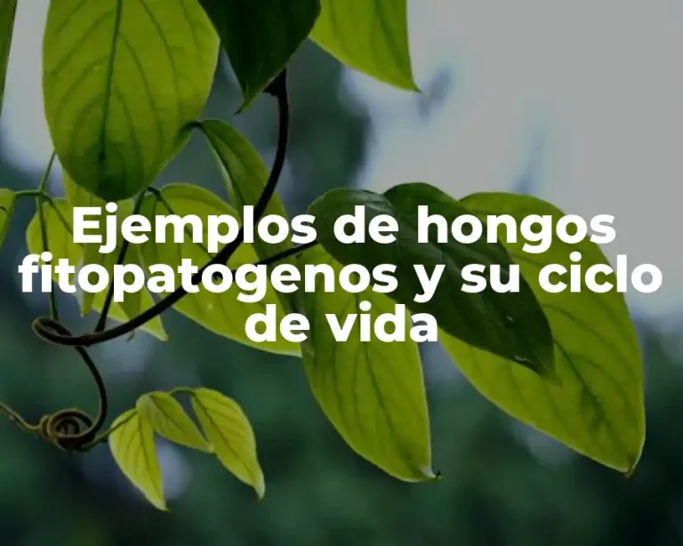 Ejemplos de hongos fitopatogenos y su ciclo de vida