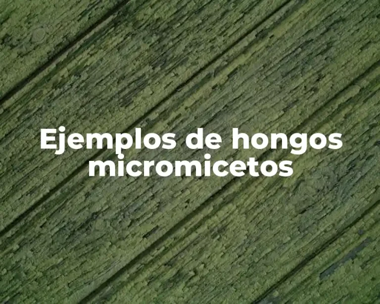 Ejemplos de hongos micromicetos