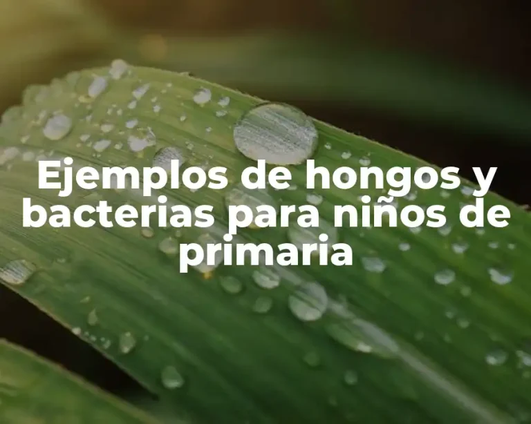 Ejemplos de hongos y bacterias para niños de primaria