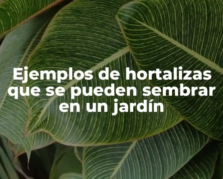 Ejemplos de hortalizas que se pueden sembrar en un jardín
