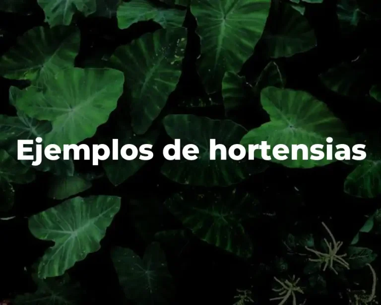Ejemplos de hortensias