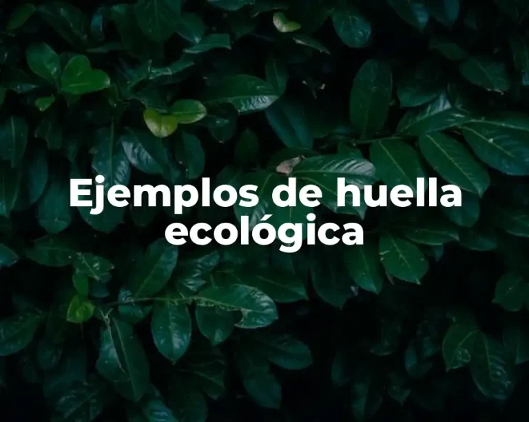 Ejemplos de huella ecológica