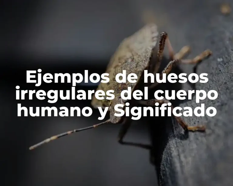 Ejemplos de huesos irregulares del cuerpo humano y Significado