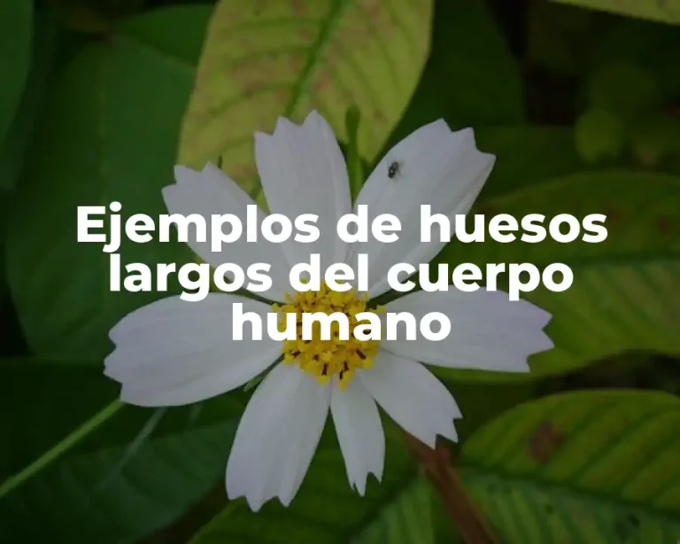 Ejemplos de huesos largos del cuerpo humano