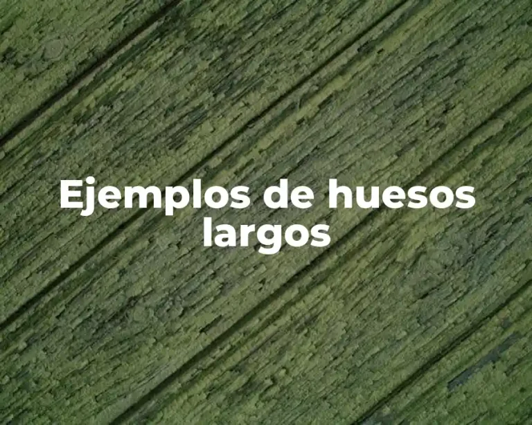 Ejemplos de huesos largos