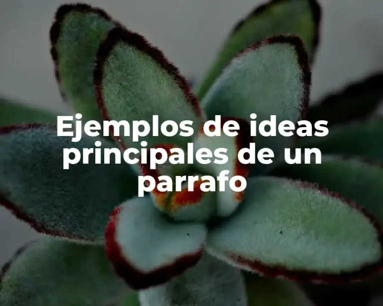 Ejemplos de ideas principales de un parrafo
