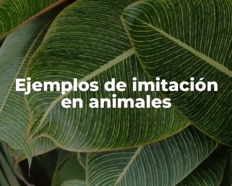 Ejemplos de imitación en animales
