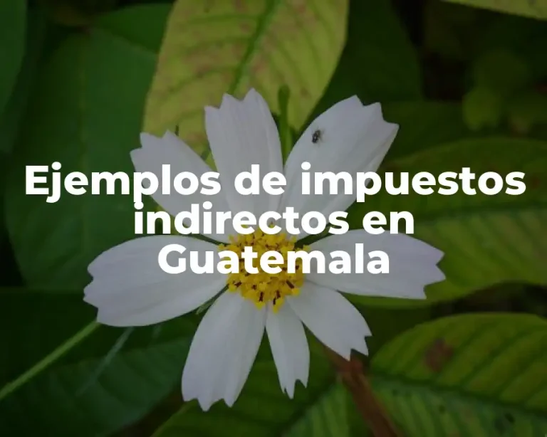 Ejemplos de impuestos indirectos en Guatemala