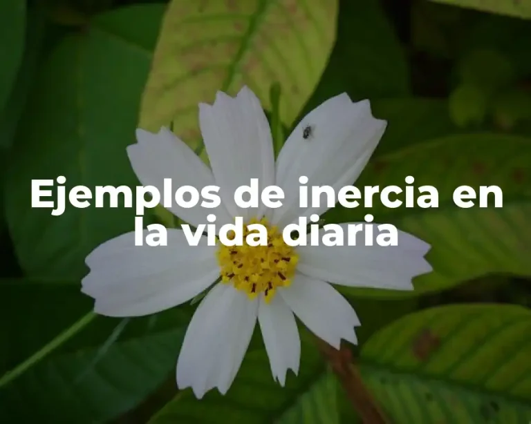 Ejemplos de inercia en la vida diaria