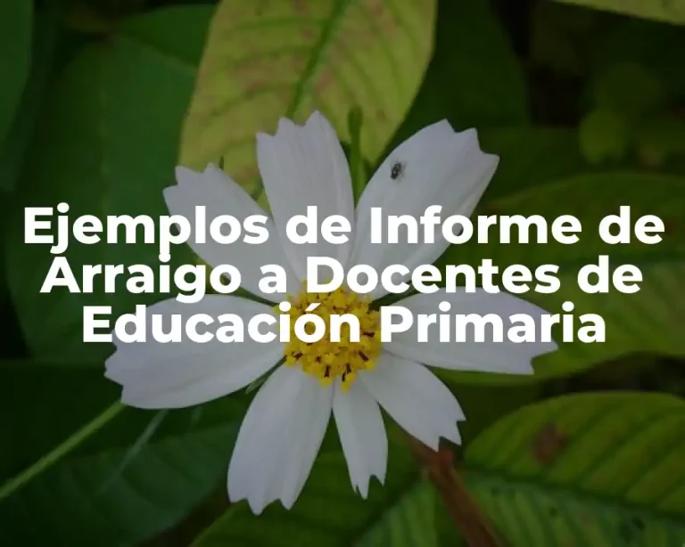 Ejemplos de Informe de Arraigo a Docentes de Educación Primaria