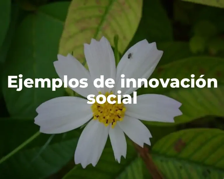 Ejemplos de innovación social