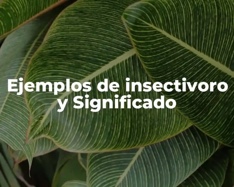 Ejemplos de insectivoro y Significado