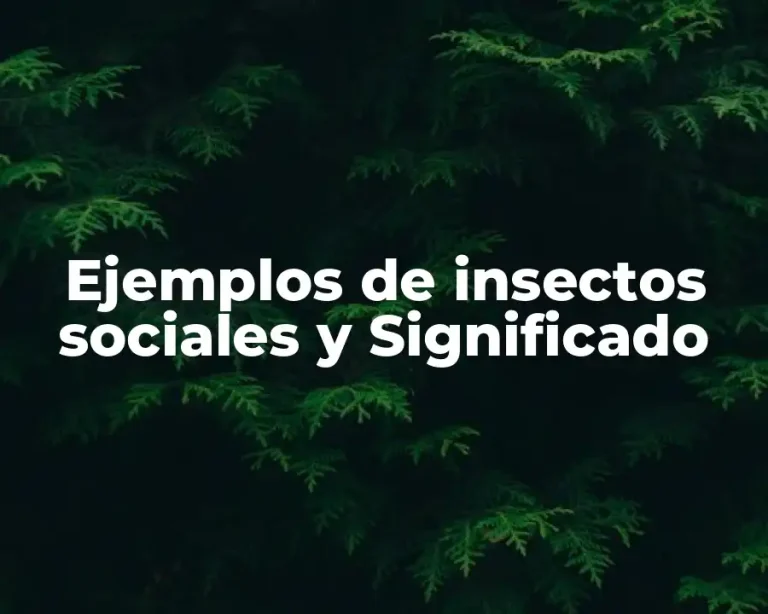 Ejemplos de insectos sociales y Significado