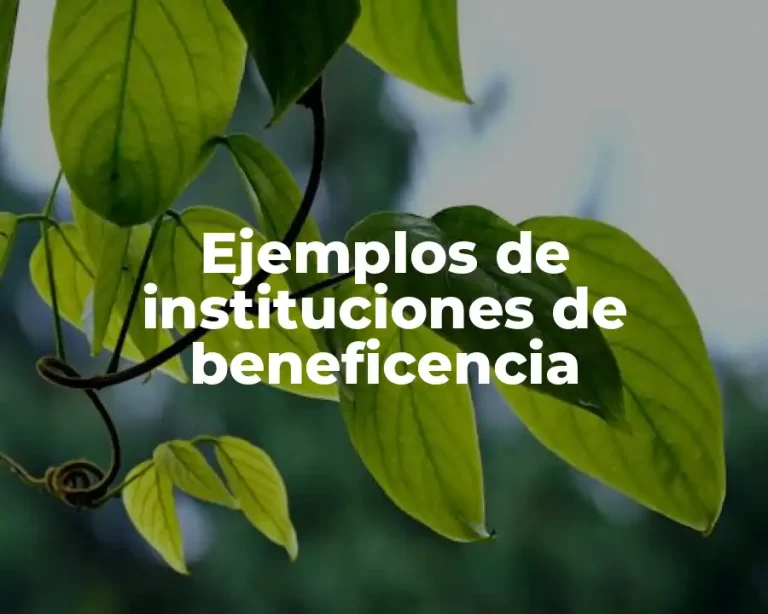 Ejemplos de instituciones de beneficencia