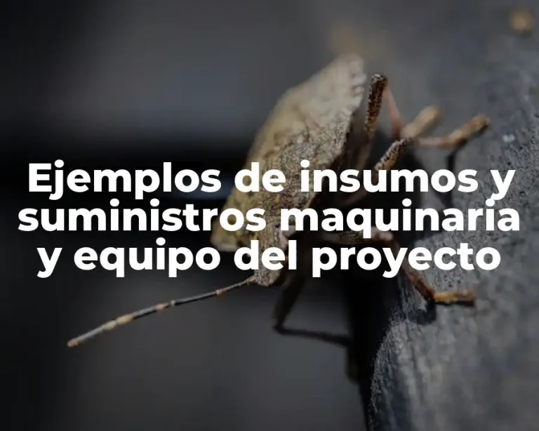 Ejemplos de insumos y suministros maquinaria y equipo del proyecto