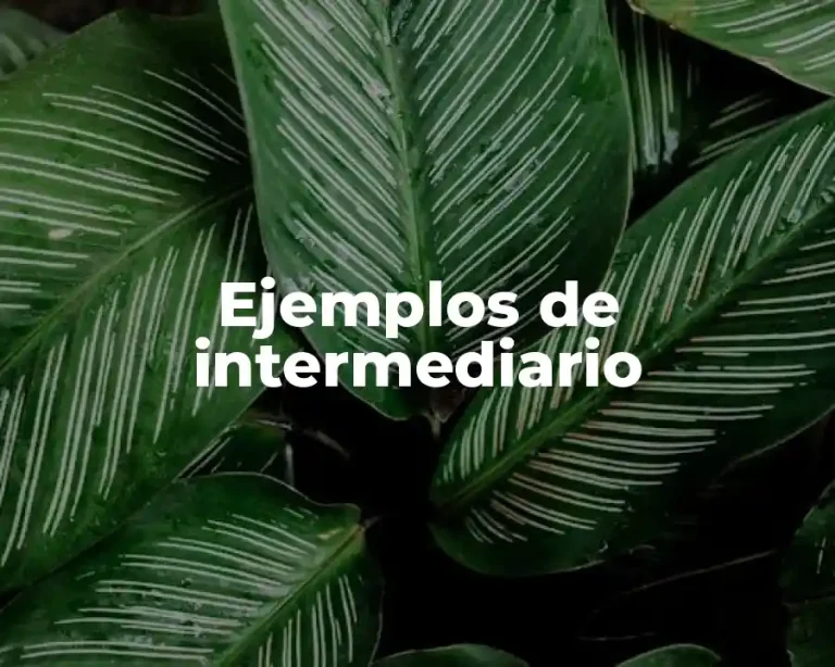 Ejemplos de intermediario