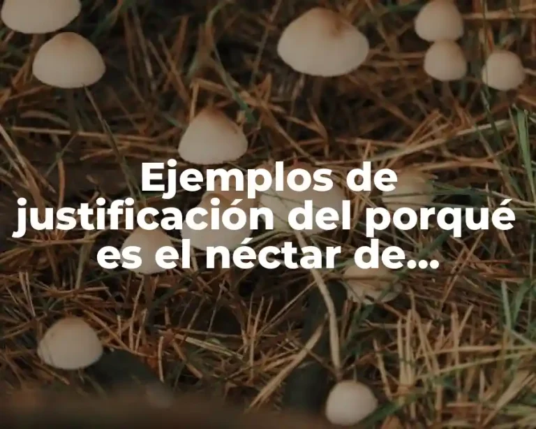 Ejemplos de justificación del porqué es el néctar de abarrotes y Significado