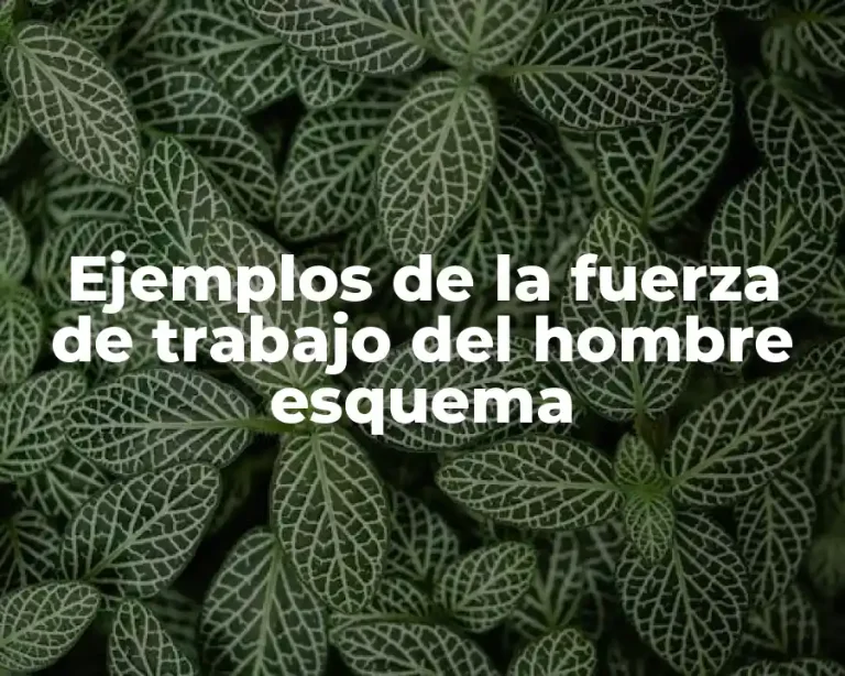 Ejemplos de la fuerza de trabajo del hombre esquema