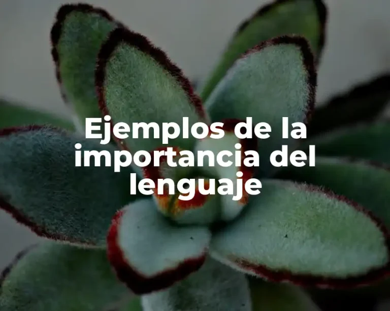 Ejemplos de la importancia del lenguaje