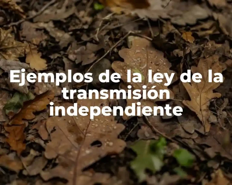 Ejemplos de la ley de la transmisión independiente