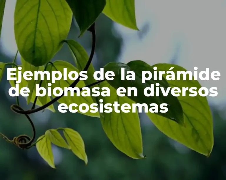 Ejemplos de la pirámide de biomasa en diversos ecosistemas