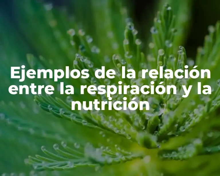 Ejemplos de la relación entre la respiración y la nutrición
