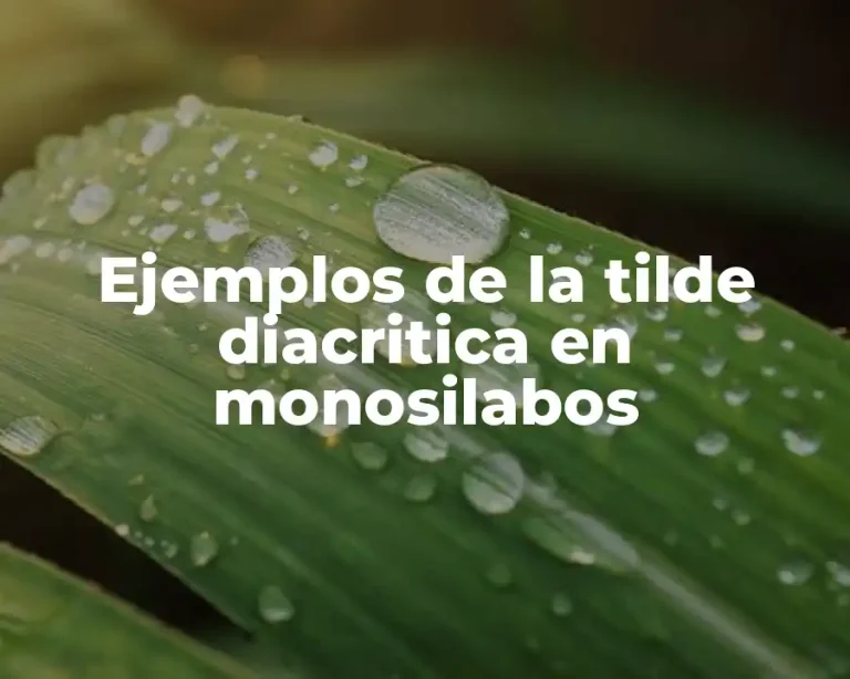 Ejemplos de la tilde diacritica en monosilabos