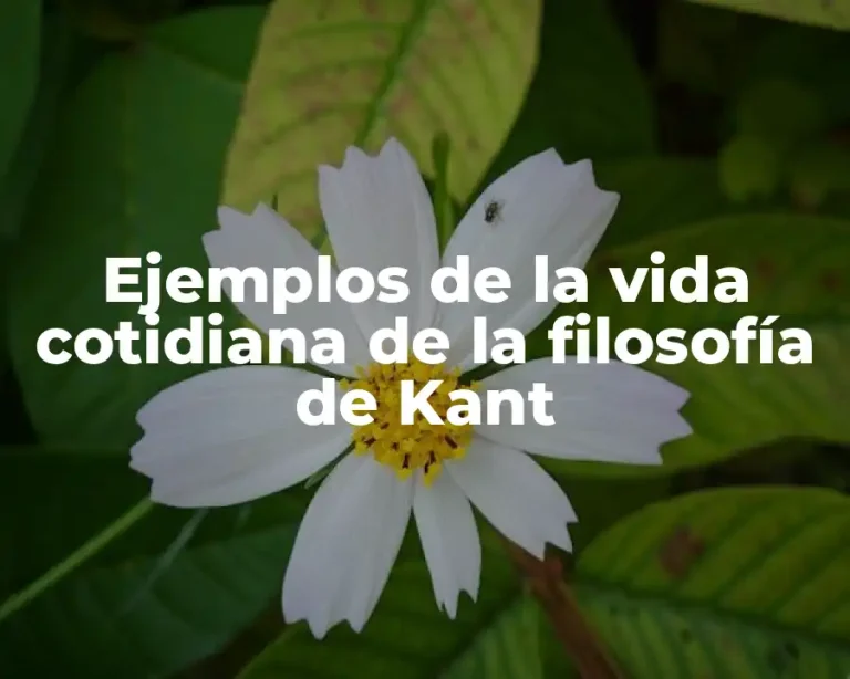 Ejemplos de la vida cotidiana de la filosofía de Kant