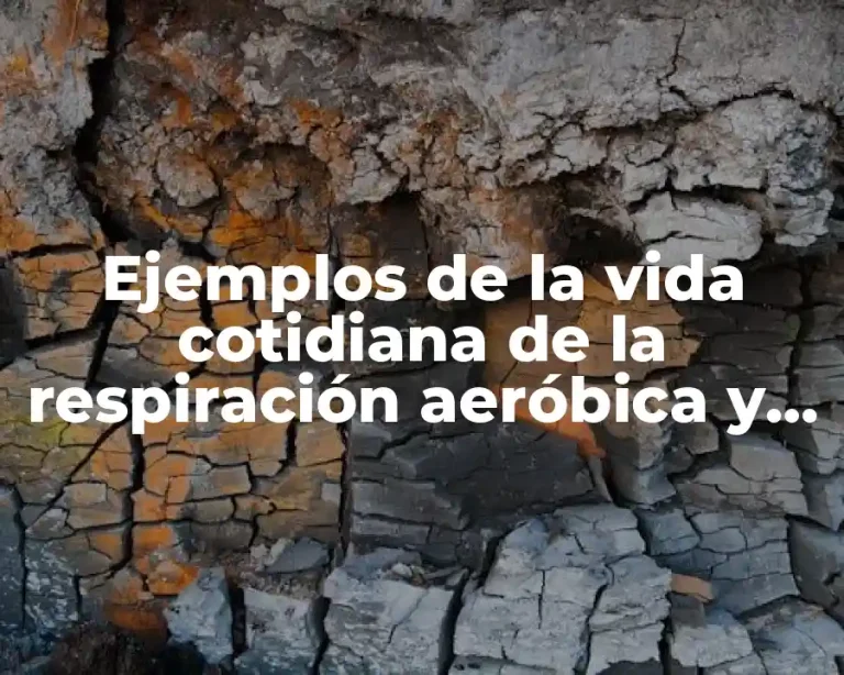 Ejemplos de la vida cotidiana de la respiración aeróbica y Significado