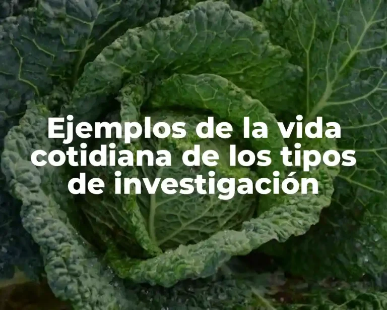 Ejemplos de la vida cotidiana de los tipos de investigación
