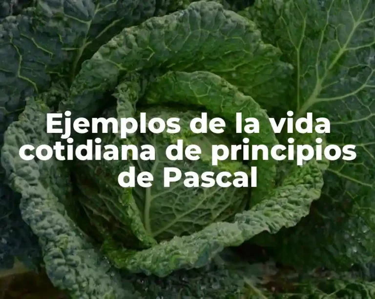 Ejemplos de la vida cotidiana de principios de Pascal