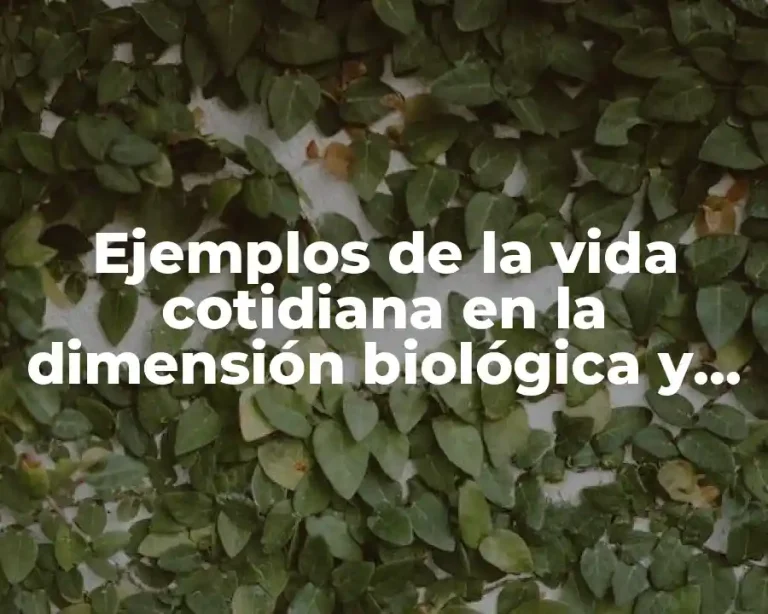 Ejemplos de la vida cotidiana en la dimensión biológica y Significado