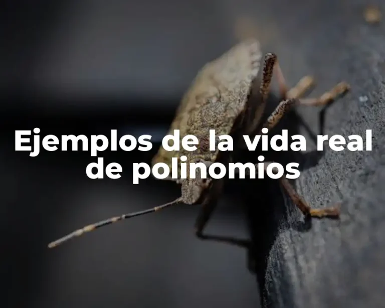 Ejemplos de la vida real de polinomios