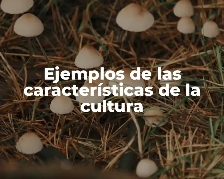 Ejemplos de las características de la cultura